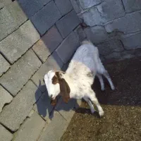 بز پاکستانی|حیوانات مزرعه|چترود, |دیوار