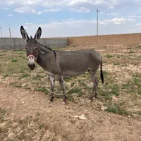 خر باربر|حیوانات مزرعه|یزد, |دیوار