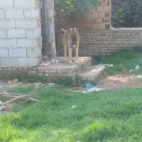 سگ پژدر ۵ ماهه|سگ|بندر ترکمن, |دیوار