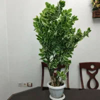 گلی طبیعی و زیبا و سالم دو ساله