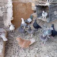پلاکی|پرنده|بومهن, |دیوار