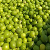 لیمو درشت سبز بسیار ابدار