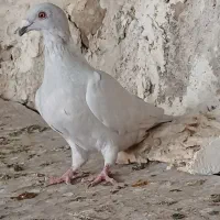 کبوتر الماسی  پلاکی‌‌.  چپ و یال|پرنده|بوشهر, |دیوار