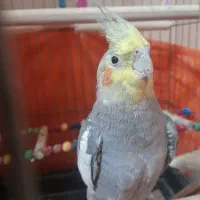 عروس هلندی|پرنده|قدس, شهر‌قدس|دیوار