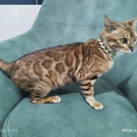 گربه بنگال