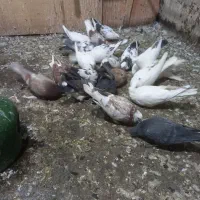 کبوتر تهرانی