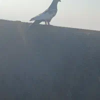 کله دم و هفرنگ پرشی کفتر بوم|پرنده|سبزوار, قصبه شرقی|دیوار