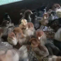 جوجه ۲۰ روزه