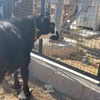 گوساله|حیوانات مزرعه|نظر کهریزی, |دیوار