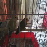 دو عدد طوطی با قفس نو|پرنده|تهران, حشمتیه|دیوار