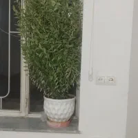 فروش گل طبیعی