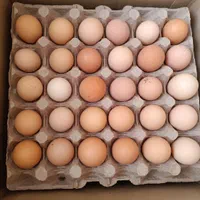 تخم مرغ محلی(بومی)تک زرده و دوزرده