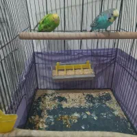 مرغ عشق جوجه و مولد|پرنده|ری, علایین|دیوار