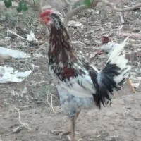 خروس گلین  و مرغ گلین طوسی