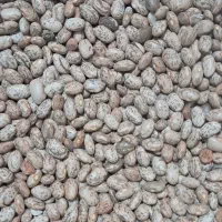 لوبیاچیتی ارتشی