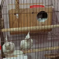 آلبینو|پرنده|اهواز, فاز ۵ پاداد|دیوار