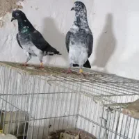 جفت کبوتر چپرا|پرنده|میناب, |دیوار