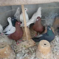 پرنده