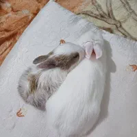 واگذاری دو بچه خرگوش ناز