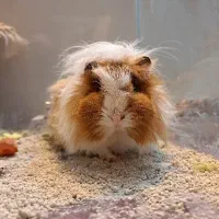 خوکچه هندی فوری