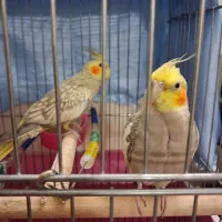 عروس هلندی نر و‌ماده به همراه قفس|پرنده|تهران, مقدم|دیوار