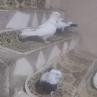 دم سیاه دم زرد