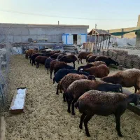 گوسفند سبک وسنگین بره ۶ماه میش1و2ساله فروشنده منصف|حیوانات مزرعه|مشهد, خین عرب|دیوار
