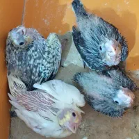 عروس هلندی جفت مولد همراه با ۴تا جوجه|پرنده|بندرعباس, |دیوار