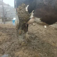 گاو تکشیر|حیوانات مزرعه|بوکان, |دیوار