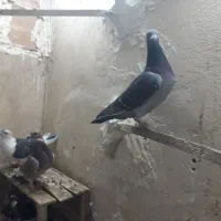 کفتر پلاکی|پرنده|خاوران, |دیوار