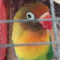 طوطی برزیلی نر|پرنده|اردبیل, |دیوار