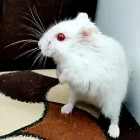 همستر کمپل مینیاتوری خاص چشم قرمز