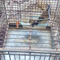 عروس هلندی|پرنده|پرند, فاز ۵|دیوار