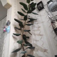 گل طبیعی|گل و گیاه طبیعی|ملارد, |دیوار