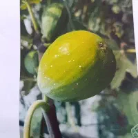 انواع نهال های انجیر سایز دسته بیلی سه چهار ساله