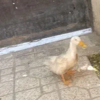 اردک