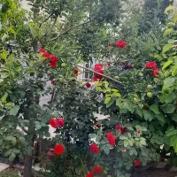 خانه-ی-ویلایی-منطقه-ای-عالی
