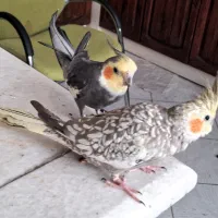 عروس هلندی کینگ مولد فروش،معاوضه با برزیلی،گرینچیک