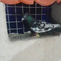 3عدد حیون گرفتنی