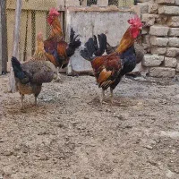 تخم مرغ خوراکی محلی روستایی|خوردنی و آشامیدنی|فردیس, شهرک وحدت|دیوار