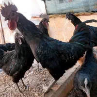 نژاد خروس ایام سمانی سیاه خالص  گوشتشم سیاهه