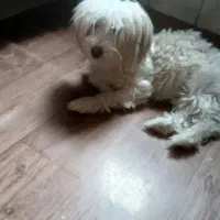 سگ شیتزو..  اسدیه