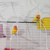 برزیلی اوپال و قناری|پرنده|الوند, |دیوار