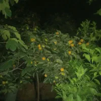 پرتقال تامسون