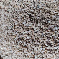 گندم برا مرغ و کبوتر