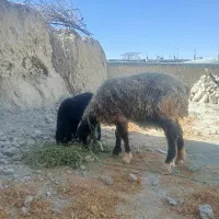 میش بره بز بزغاله