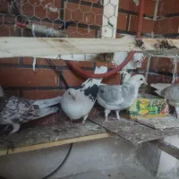 نرو ماده با جوجه|پرنده|پردیس, فاز ۸|دیوار