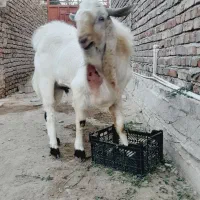 بز و نربز گلابی|حیوانات مزرعه|خاش, |دیوار