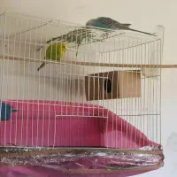 یک جفت مرغ عشق|پرنده|بجنورد, |دیوار