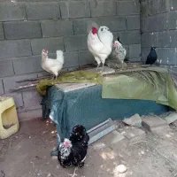 مرغ و خروس سفید درجه یک